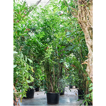 Caryota mitis 4CAMIBU96