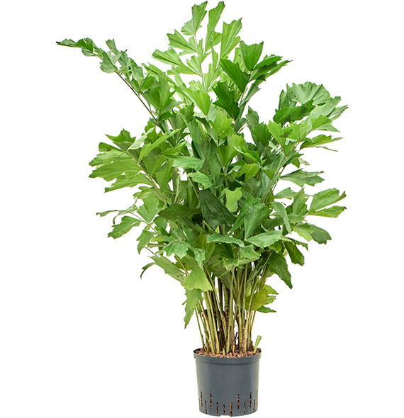 Caryota mitis (150-190) 1CAMITU22