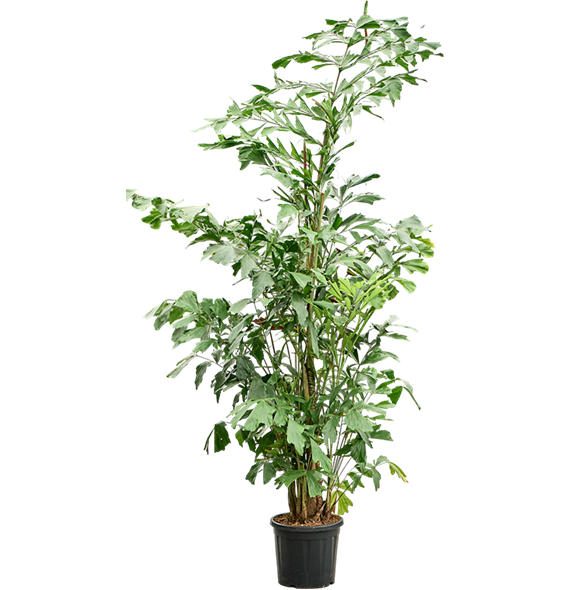 Caryota mitis (220-280) 4CAMIBU58
