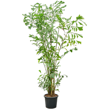 Caryota mitis (290-325) 4CAMIB003