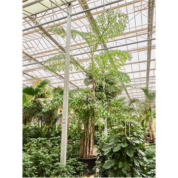 Caryota mitis (650-725) 4CAMIBU82