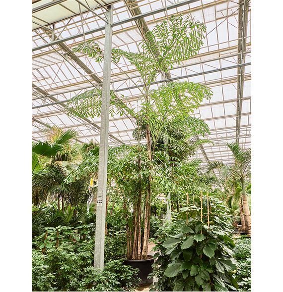 Caryota mitis (650-725) 4CAMIBU82