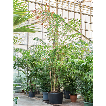 Caryota mitis (650-725) 4CAMIB004