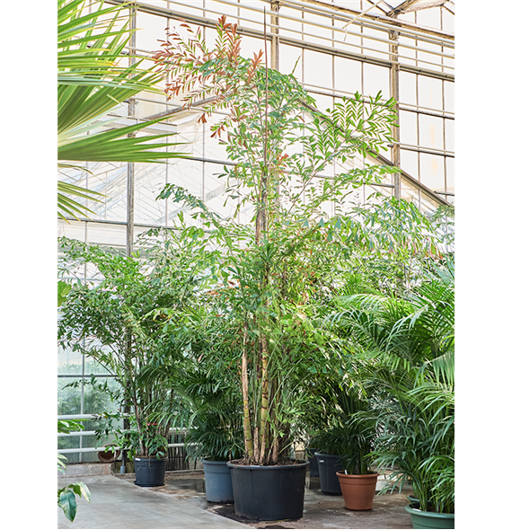 Caryota mitis (650-725) 4CAMIB004