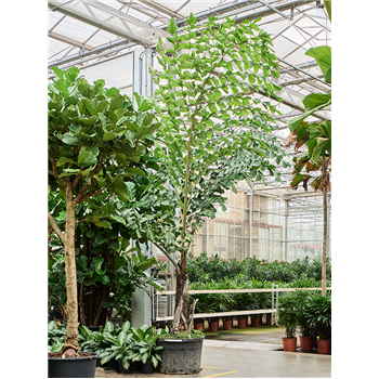 Caryota urens 4CAURRS10