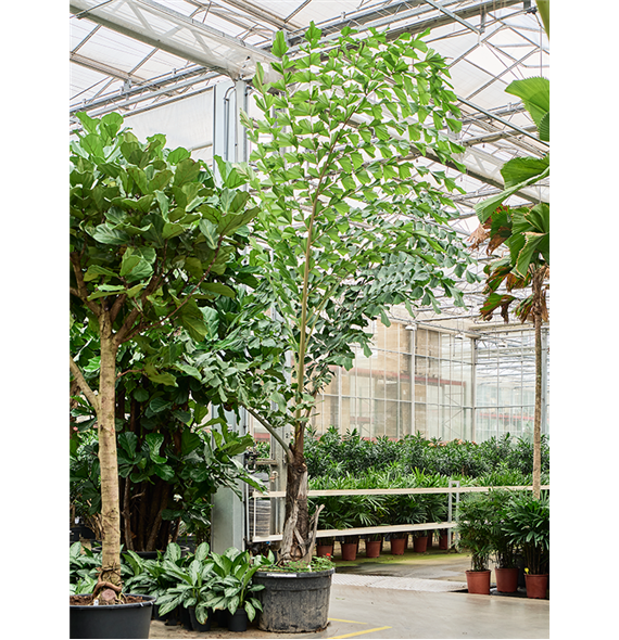 Caryota urens 4CAURRS10
