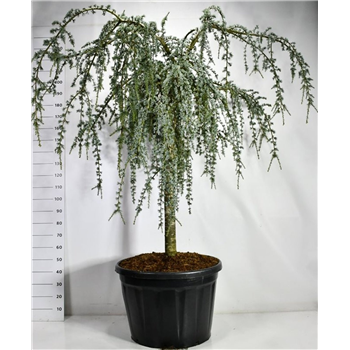 Cedrus atlantica 'Glauca Pendula' F00006257