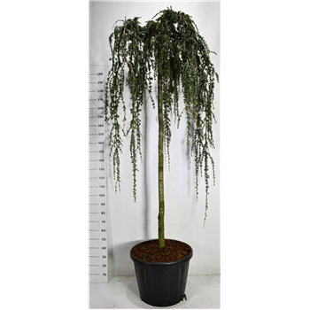 Cedrus atlantica 'Glauca Pendula' F00006258