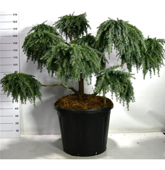 Cedrus deodara 'Feelin' Blue' F00007984