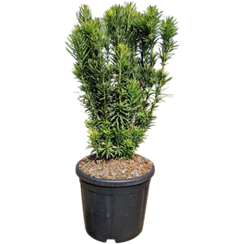 Cephalotaxus harringtonii 'Fastigiata' 5CEHFBU05