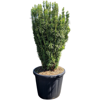Cephalotaxus harringtonii 'Fastigiata' 5CEHFBU06