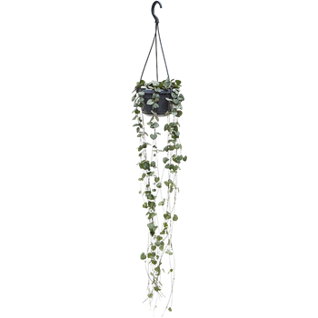 Ceropegia woodii 4CEWOHA14
