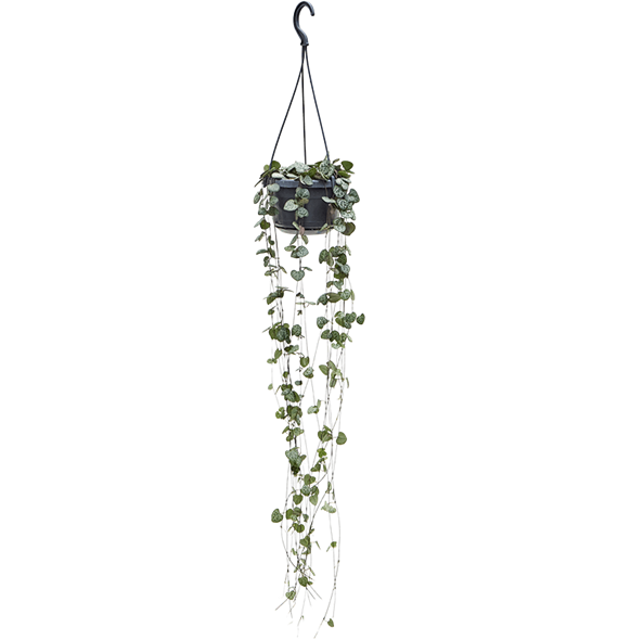 Ceropegia woodii 4CEWOHA14