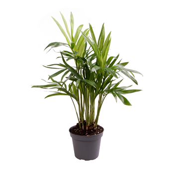 Chamaedorea Elegans F00000951