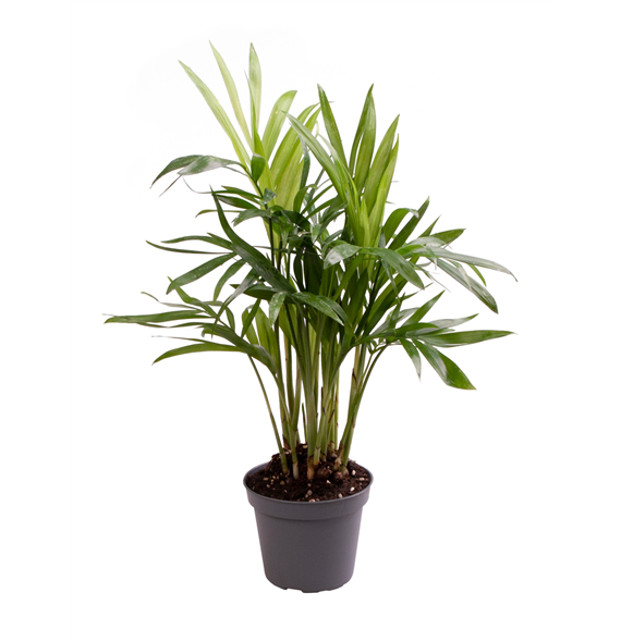 Chamaedorea Elegans F00000951