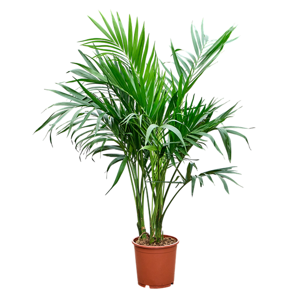Chamaedorea cataractarum 'Stella' 4CHSPBU21