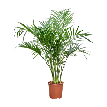 Chamaedorea cataractarum 'Stella' 4CHSPBU24