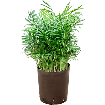 Chamaedorea elegans 1CHELBP18