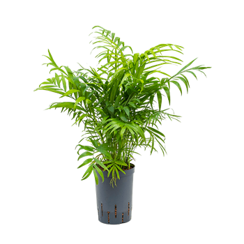 Chamaedorea elegans 1CHELTU05
