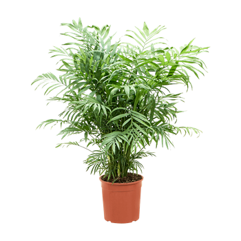 Chamaedorea elegans 4CHELBU38