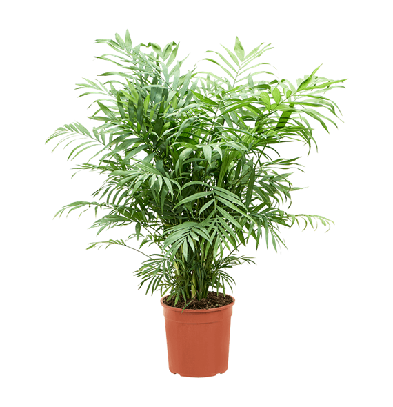 Chamaedorea elegans 4CHELBU38