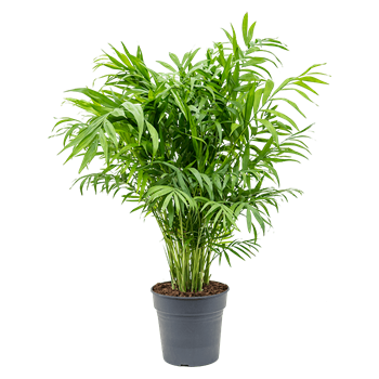 Chamaedorea elegans 4CHELBU21