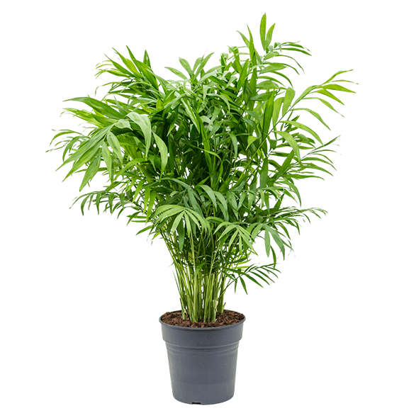 Chamaedorea elegans 4CHELBU21