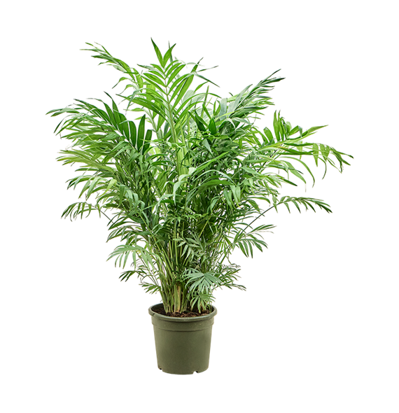 Chamaedorea elegans 4CHELBU26