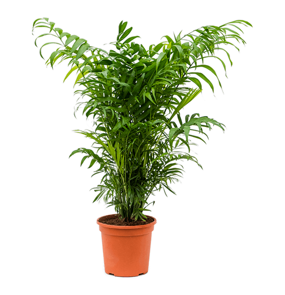 Chamaedorea elegans 4CHELBU18