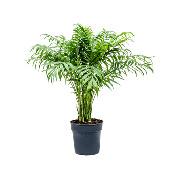 Chamaedorea elegans 4CHELBU24