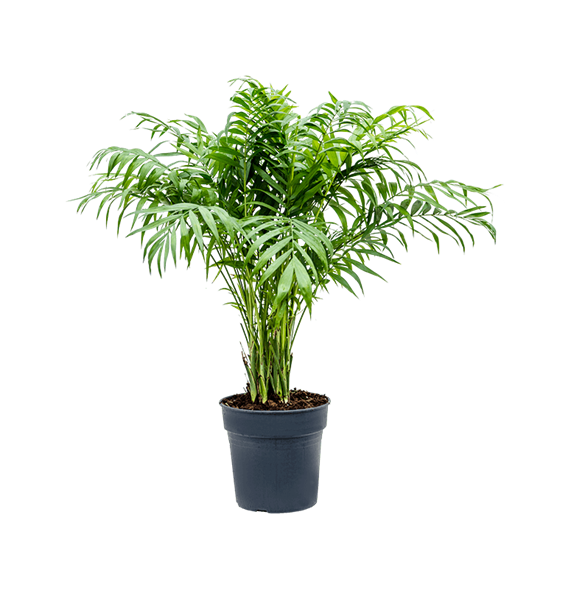Chamaedorea elegans 4CHELBU24