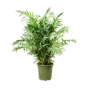 Chamaedorea elegans 4CHELBU28