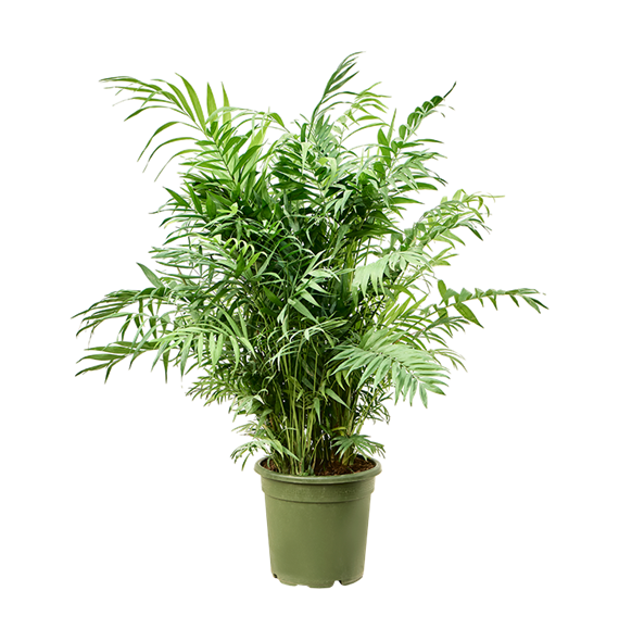 Chamaedorea elegans 4CHELBU28