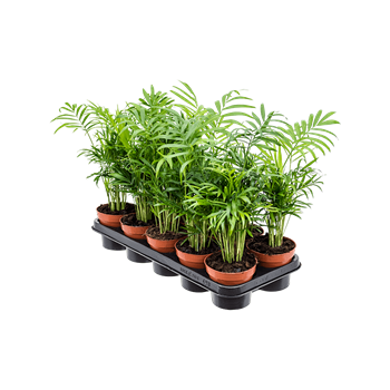 Chamaedorea elegans 10/tray 4CHELBP12