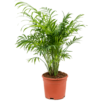 Chamaedorea elegans 4/tray 4CHELBU14