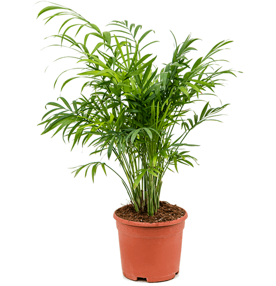 Chamaedorea elegans 4/tray 4CHELBU14