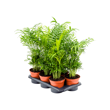 Chamaedorea elegans 6/tray 4CHELBP17