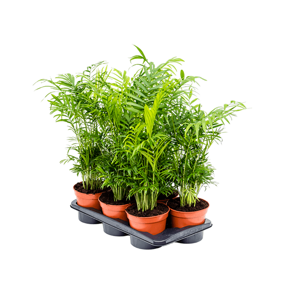 Chamaedorea elegans 6/tray 4CHELBP17