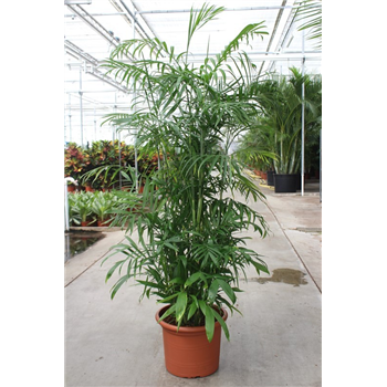 Chamaedorea seifrizii F00005361