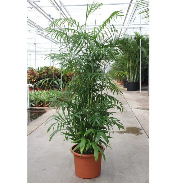 Chamaedorea seifrizii F00005361