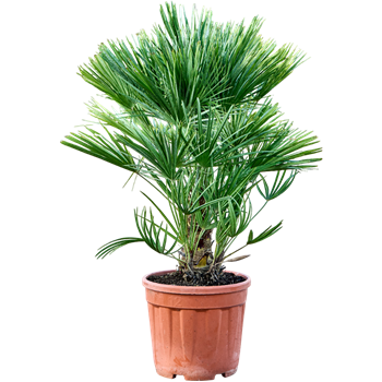Chamaerops humilis 5CHHUBU01