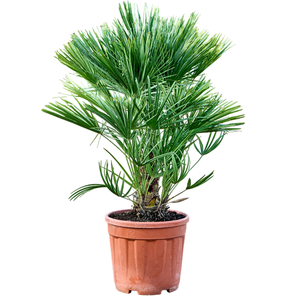 Chamaerops humilis 5CHHUBU01