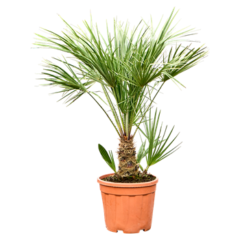 Chamaerops humilis 5CHHUBU44