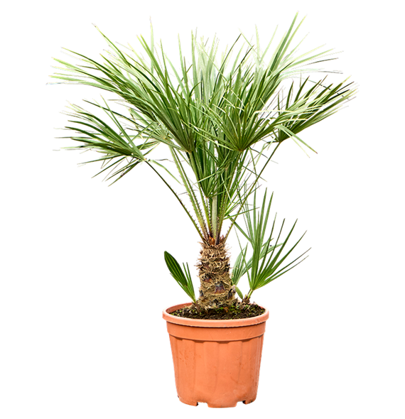 Chamaerops humilis 5CHHUBU44