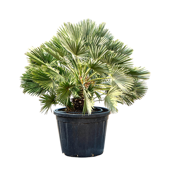 Chamaerops humilis 'Vulcano' 5CHHVBU50