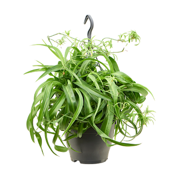 Chlorophytum Comosum 'Green Bonnie' 4CHGBHA19