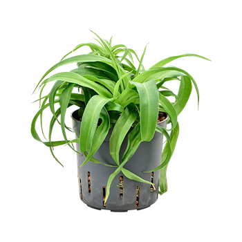 Chlorophytum comosum 'Green Bonnie' 2CHGBBP10