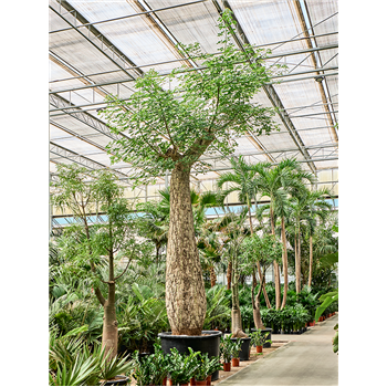 Chorisia speciosa 4CHSPSS10
