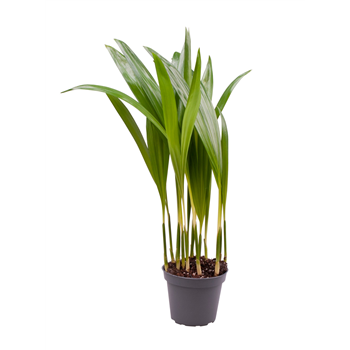 Chrysalidocarpus Lutescens (Areca) F00000952