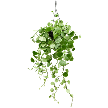 Cissus rotundifolia 4CIROHA10